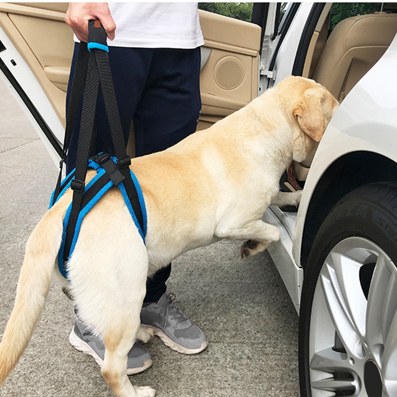 dog back support harness